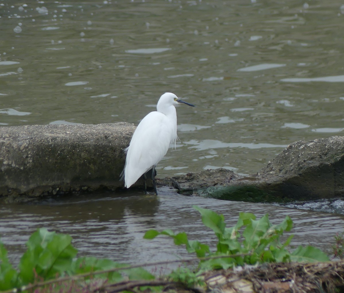 Little Egret - ML646892832