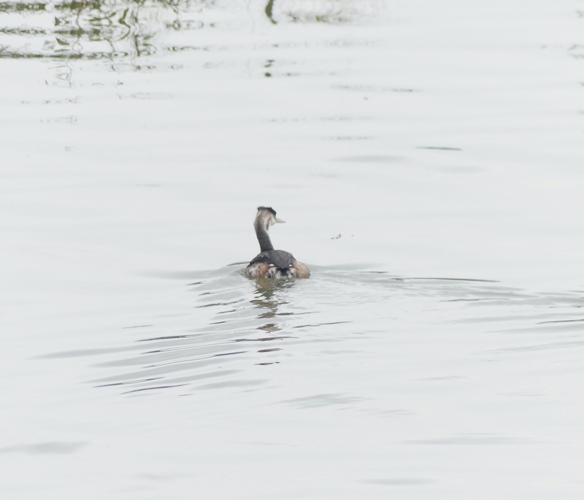 Great Crested Grebe - ML646892834