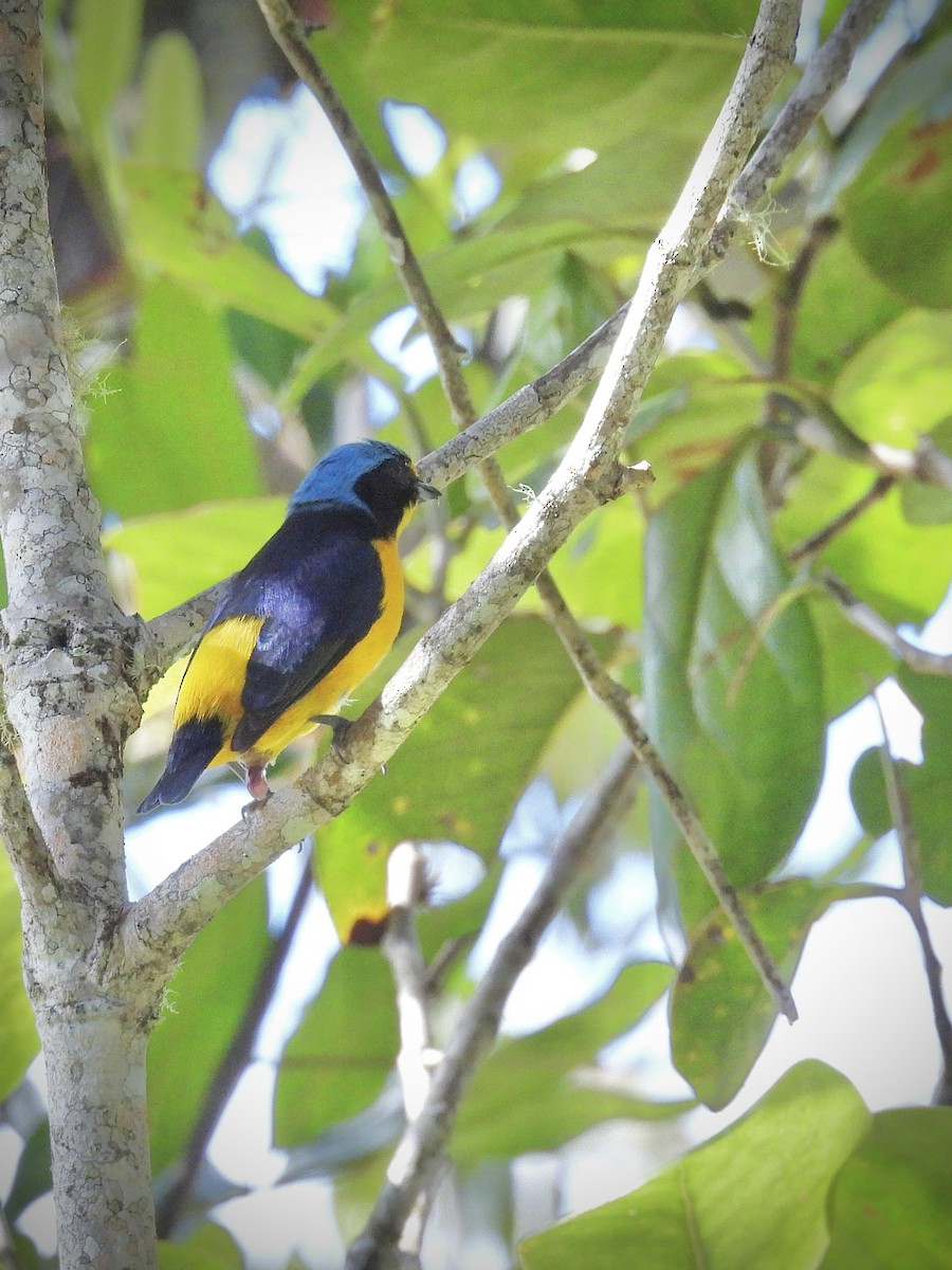 Puerto Rican Euphonia - ML646892835
