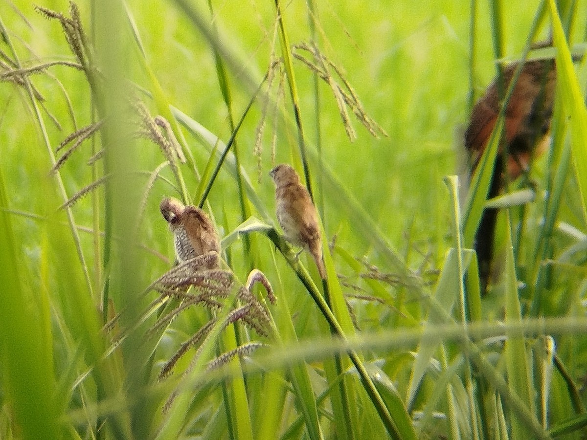 Scaly-breasted Munia - ML646892838
