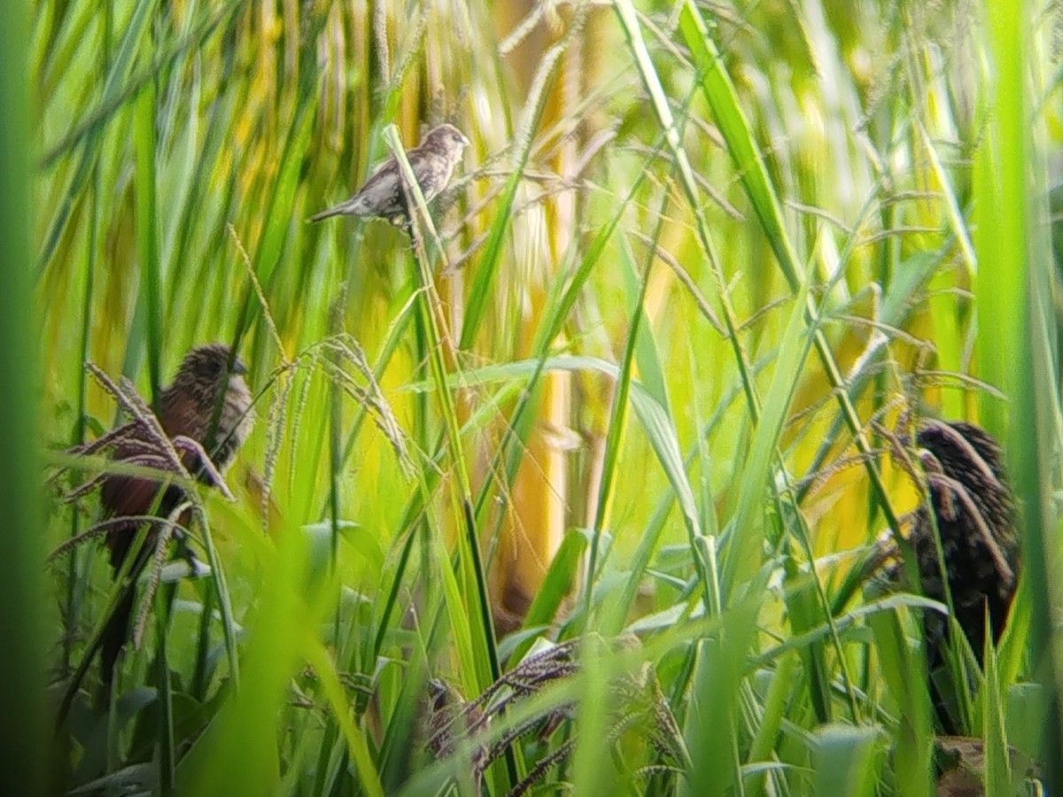 Scaly-breasted Munia - ML646892839