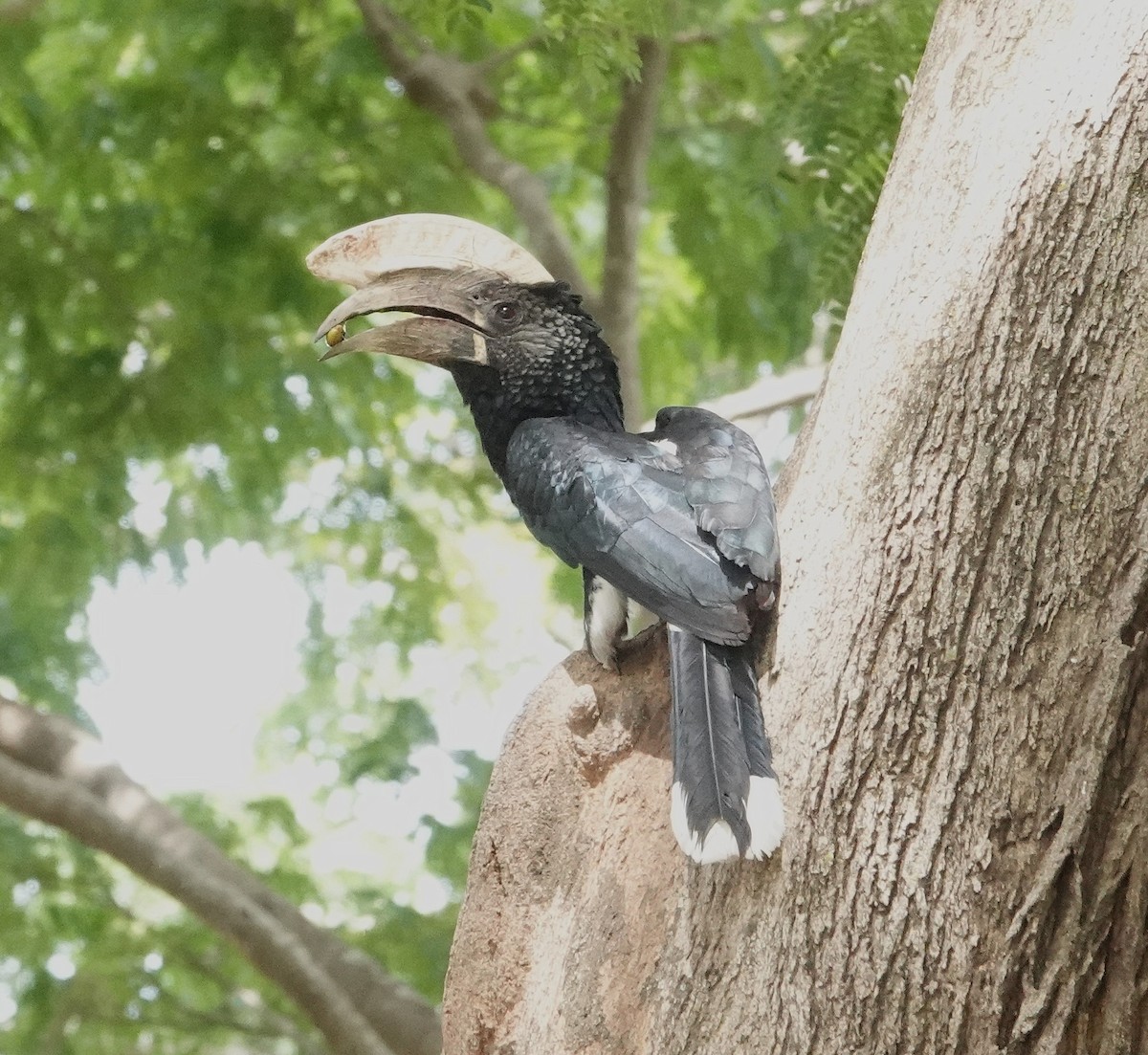 Silvery-cheeked Hornbill - ML646892844