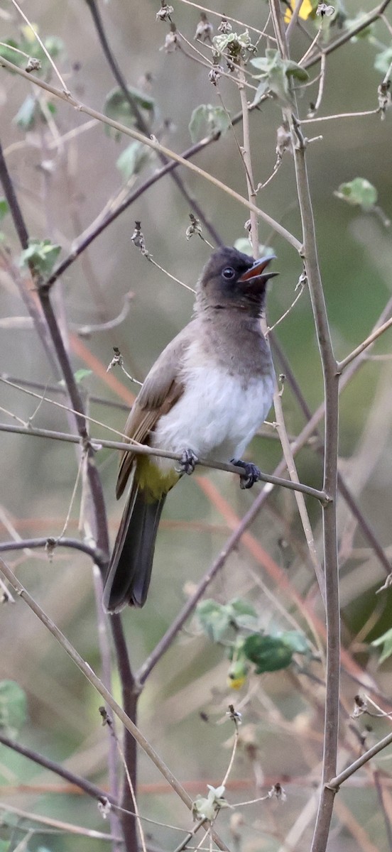 Common Bulbul (Dark-capped) - ML646892845