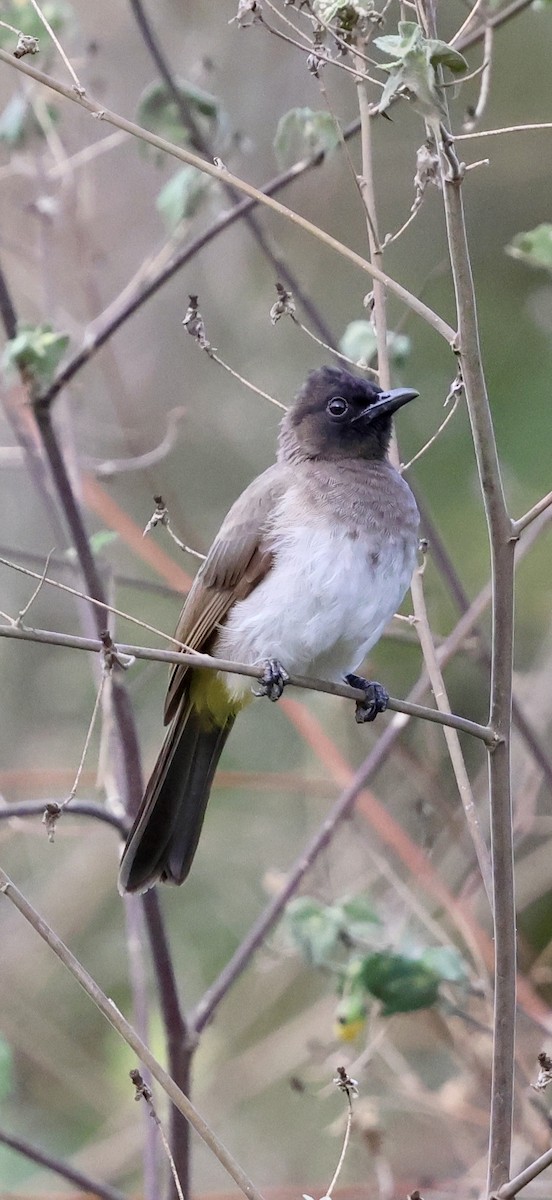 Common Bulbul (Dark-capped) - ML646892846