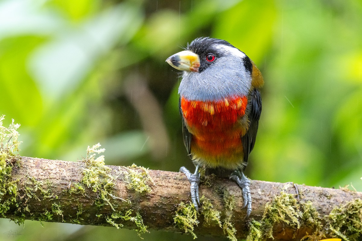 Toucan Barbet - ML646892847