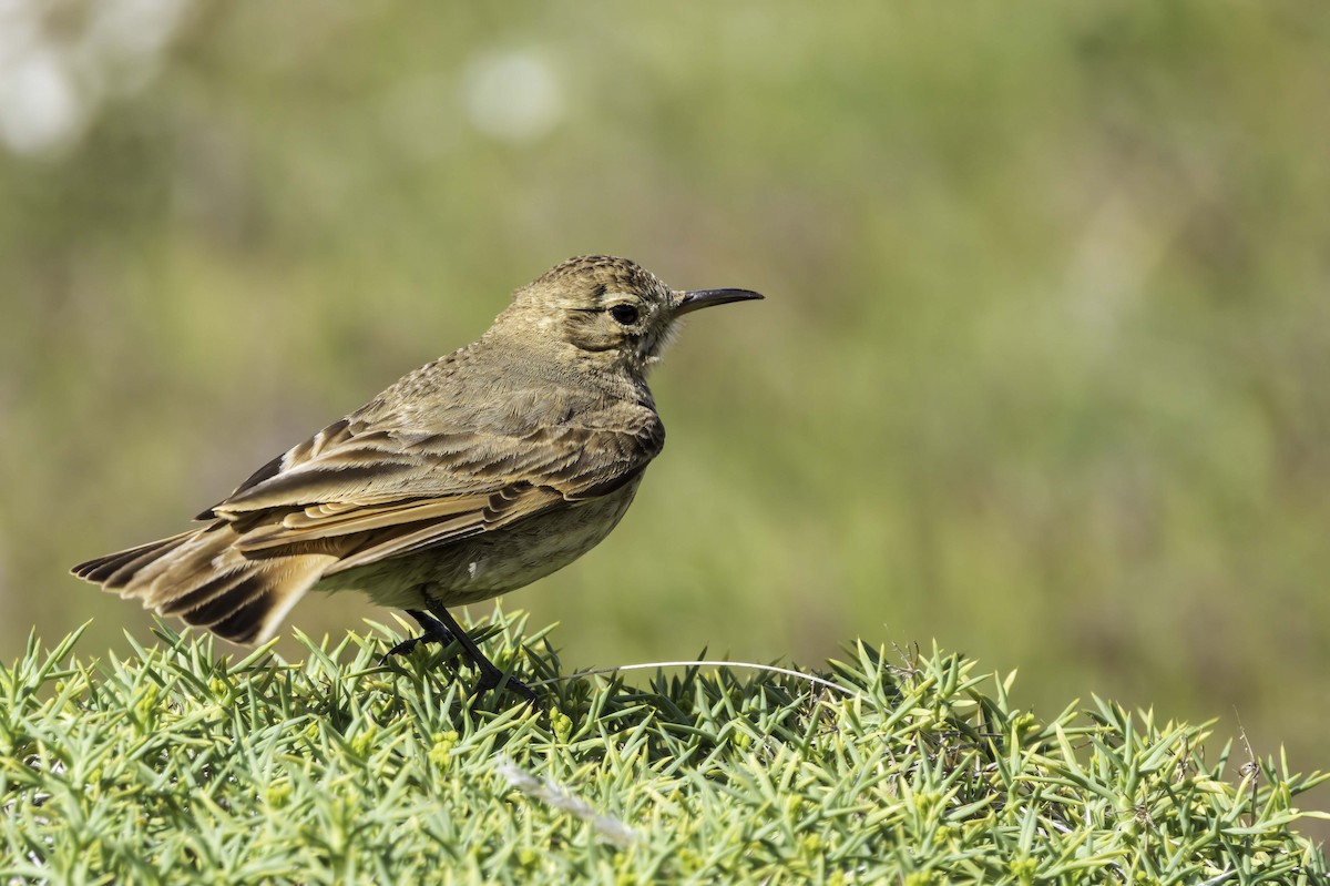 Common Miner - ML646892849