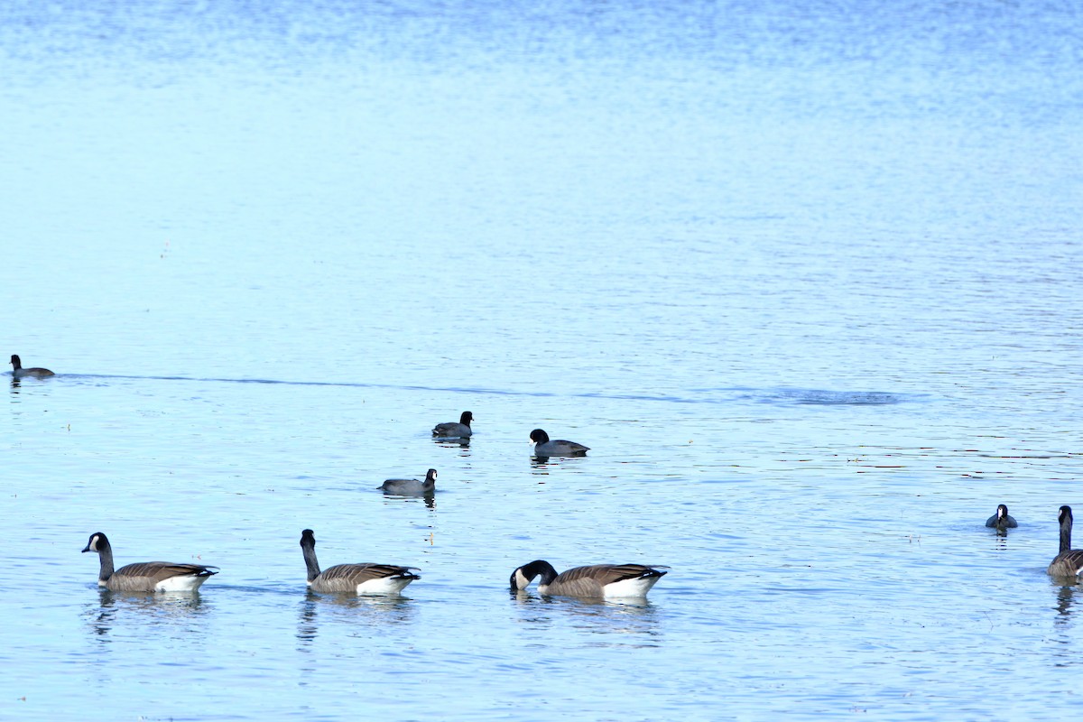 Canada Goose - ML646892855