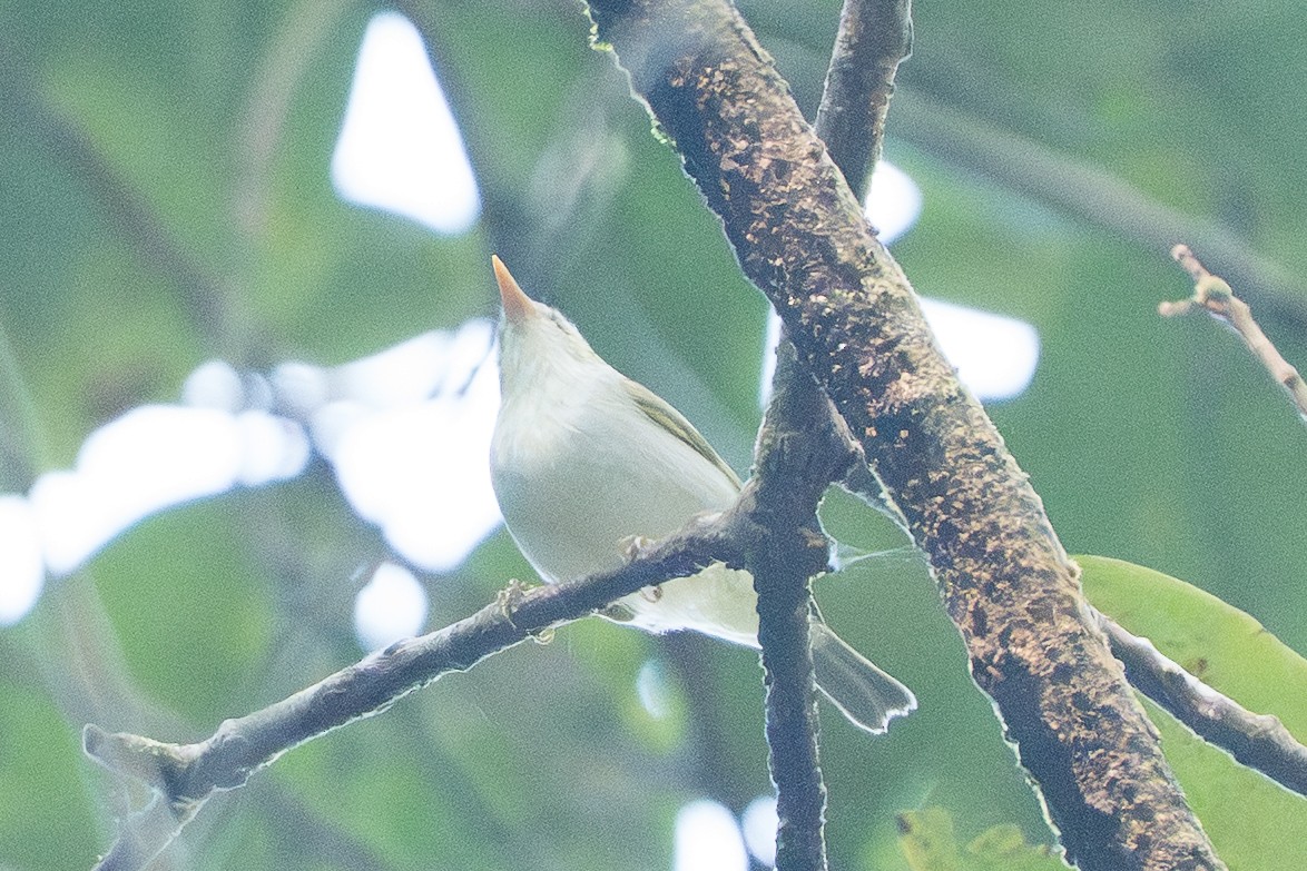 Western Crowned Warbler - ML646892856