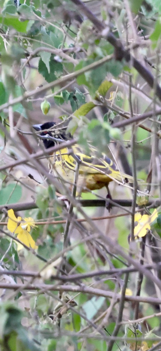 Tejedor de Jackson - ML646892858