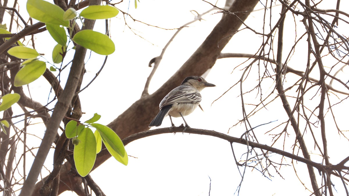 Black-backed Puffback (White-winged) - ML646892860
