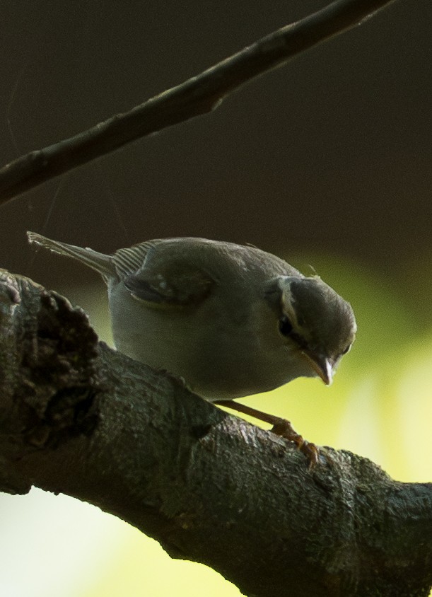 Large-billed Leaf Warbler - ML646892861