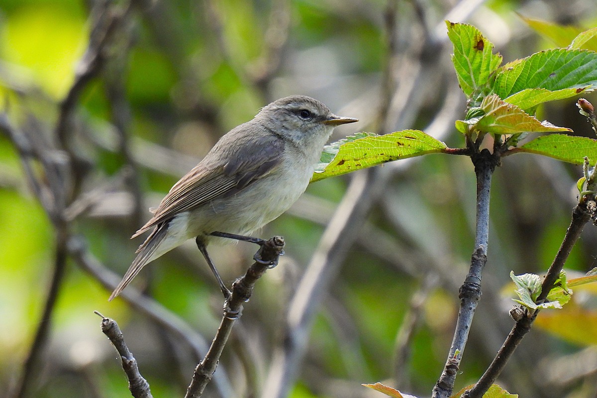 Tytler's Leaf Warbler - ML646892865