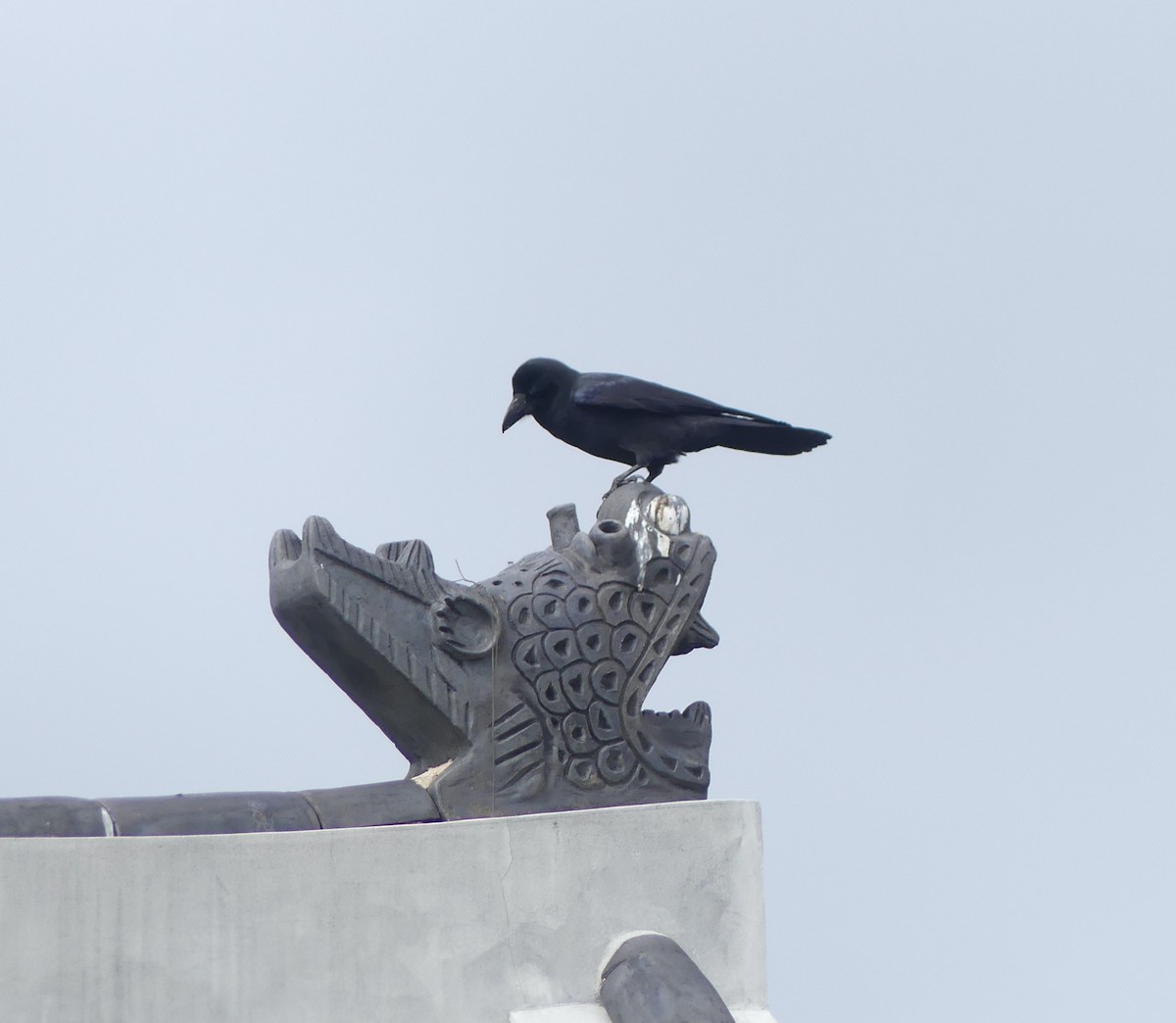 Large-billed Crow - ML646892868