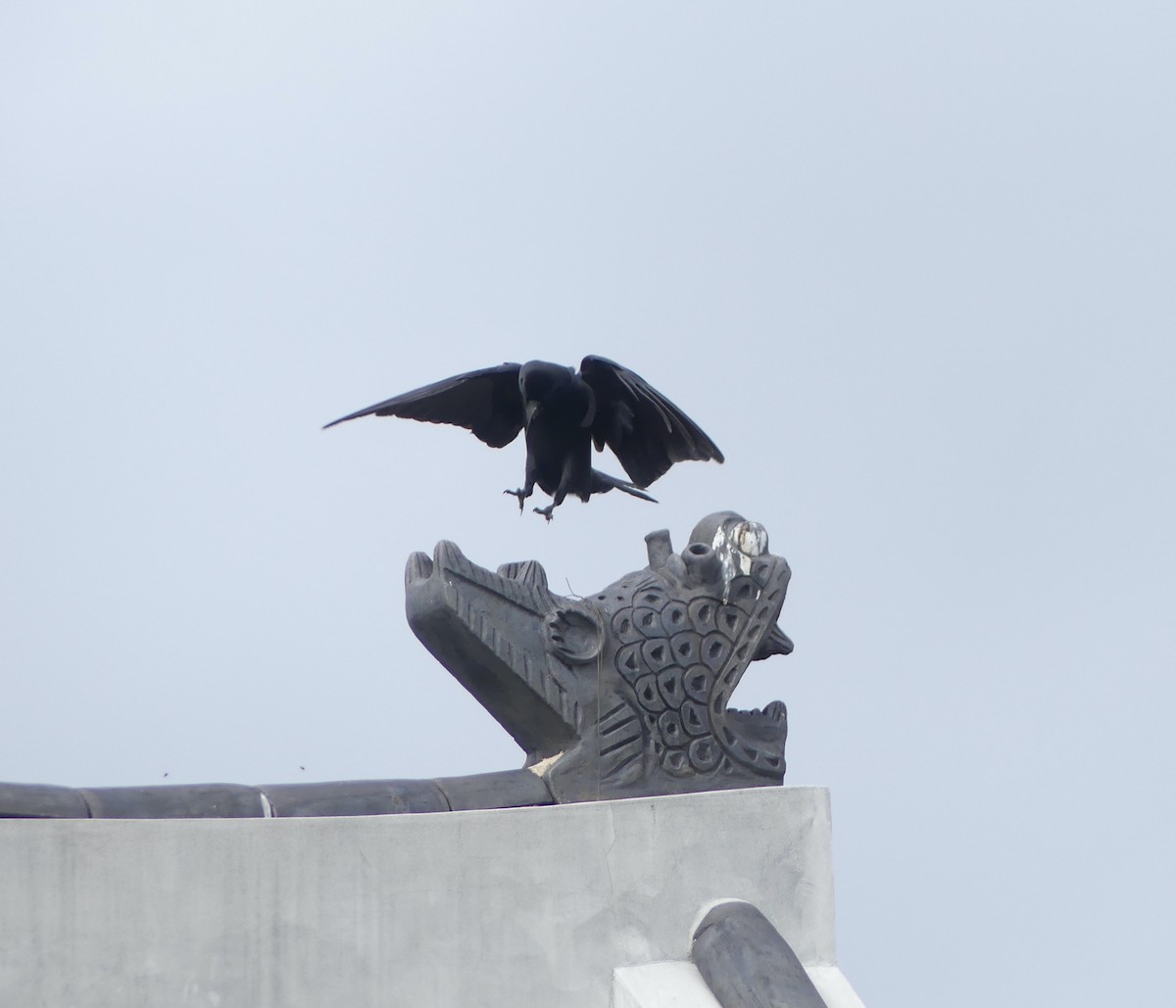 Large-billed Crow - ML646892869