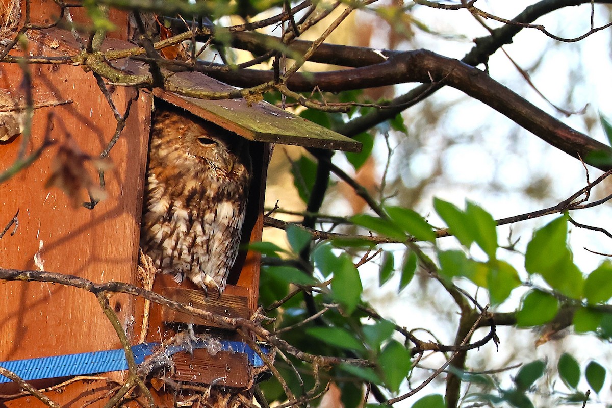 Urubi arrunta - ML646892870