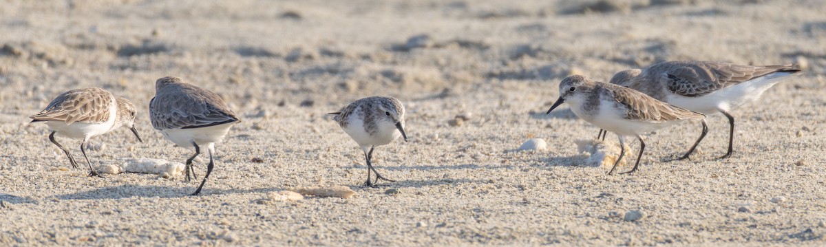 Zwergstrandläufer - ML646892871