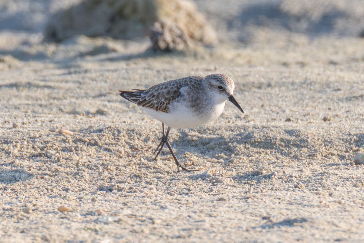 Zwergstrandläufer - ML646892872