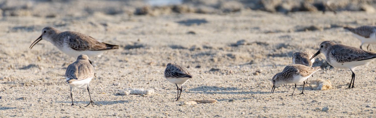 Zwergstrandläufer - ML646892873