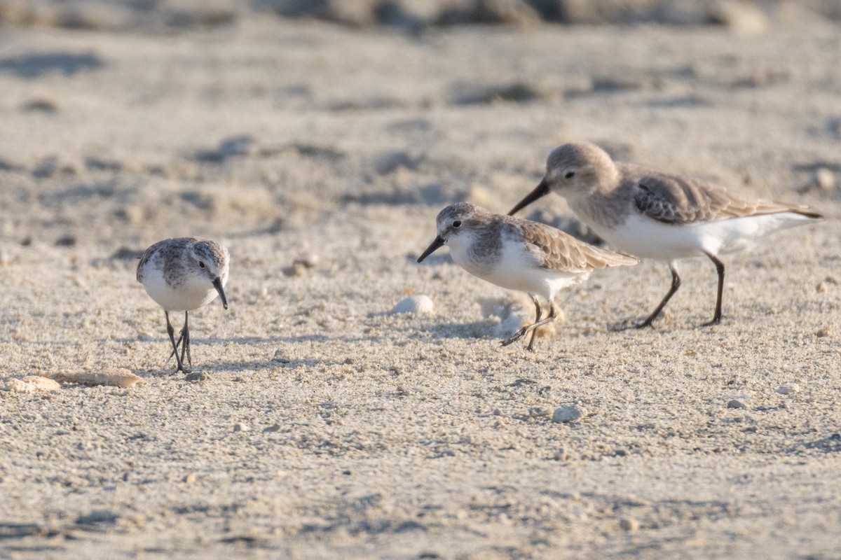 Zwergstrandläufer - ML646892874