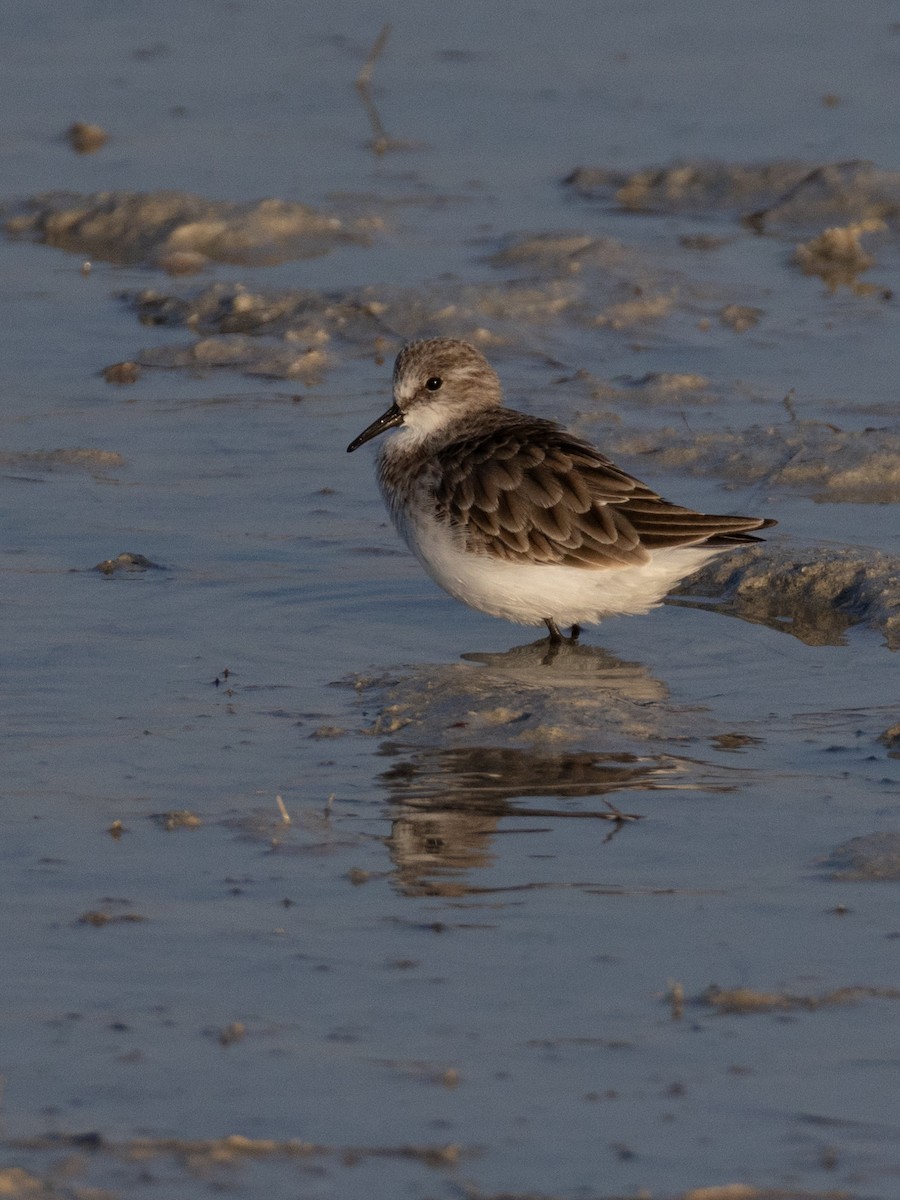 Zwergstrandläufer - ML646892884