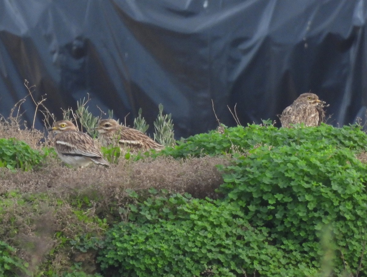 Kocagöz - ML646892887