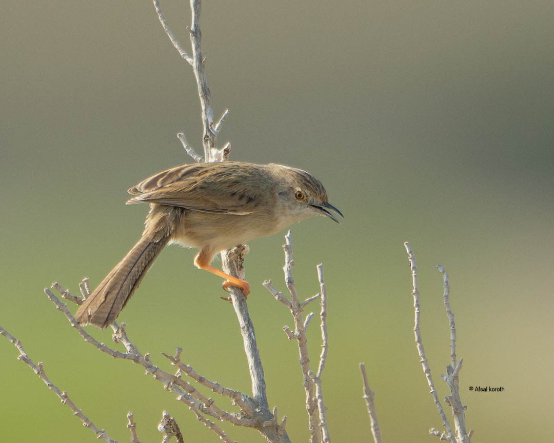 Delicate Prinia - ML646892888