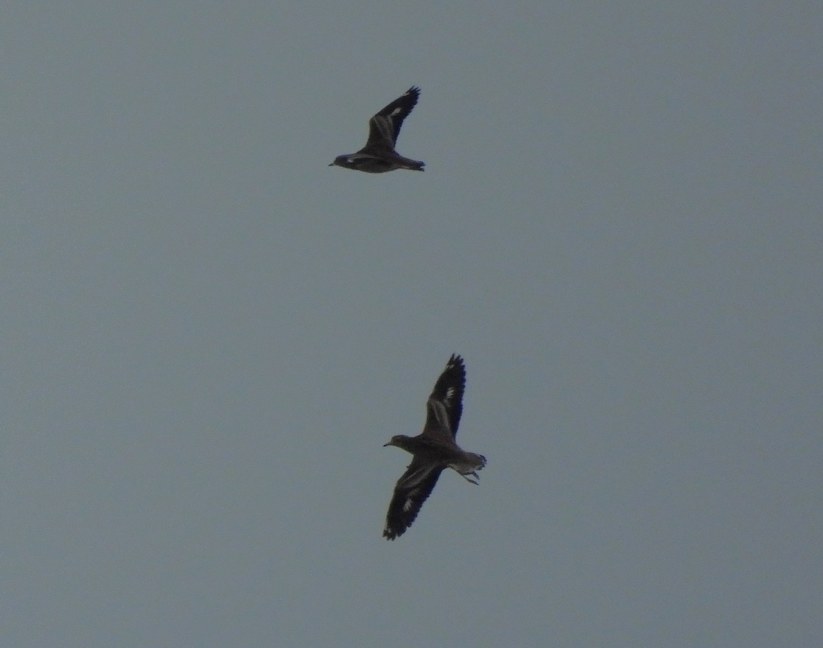 Kocagöz - ML646892890