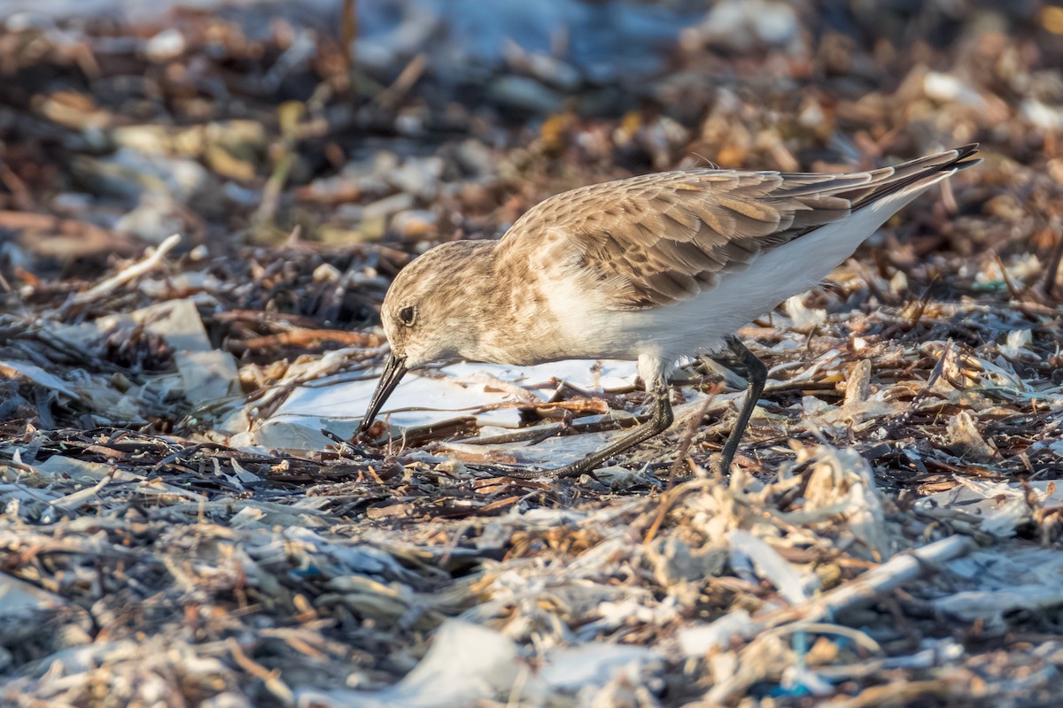 Zwergstrandläufer - ML646892895