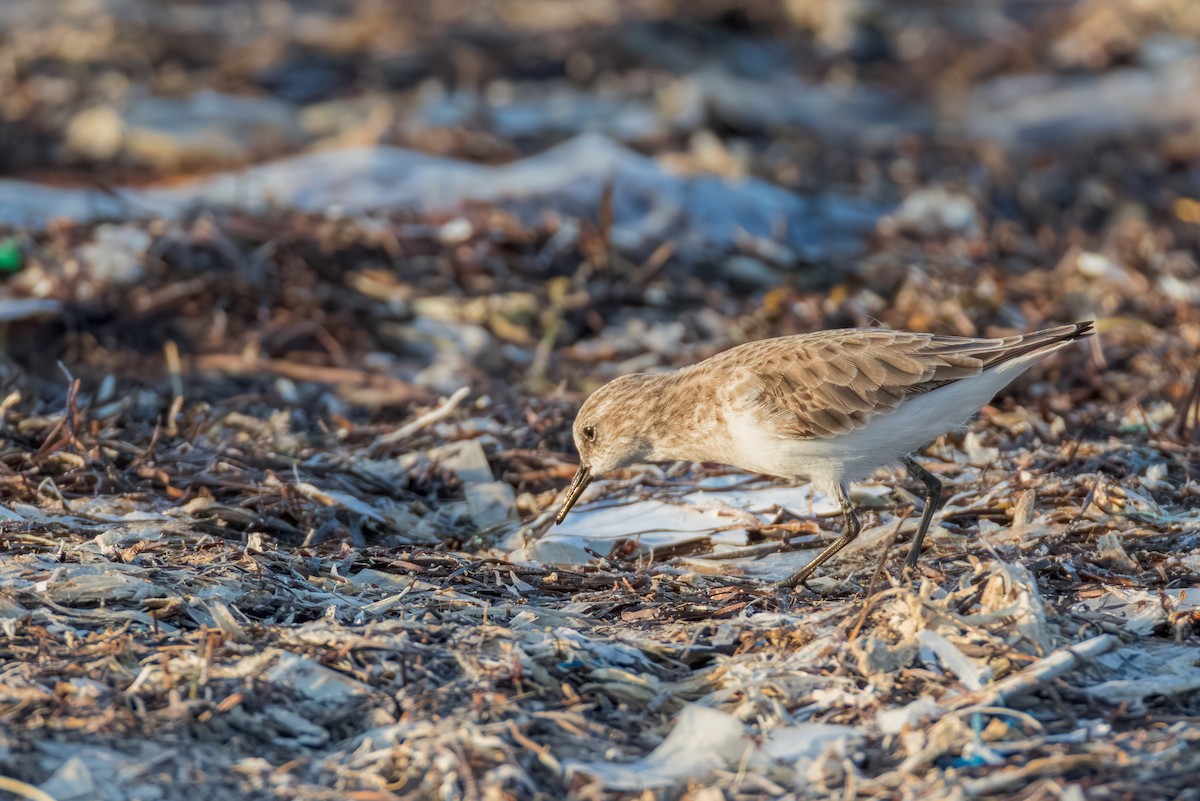 Zwergstrandläufer - ML646892896
