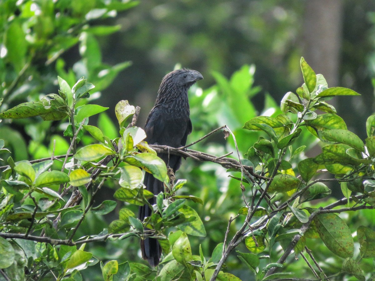 ani tlustozobá - ML646892898