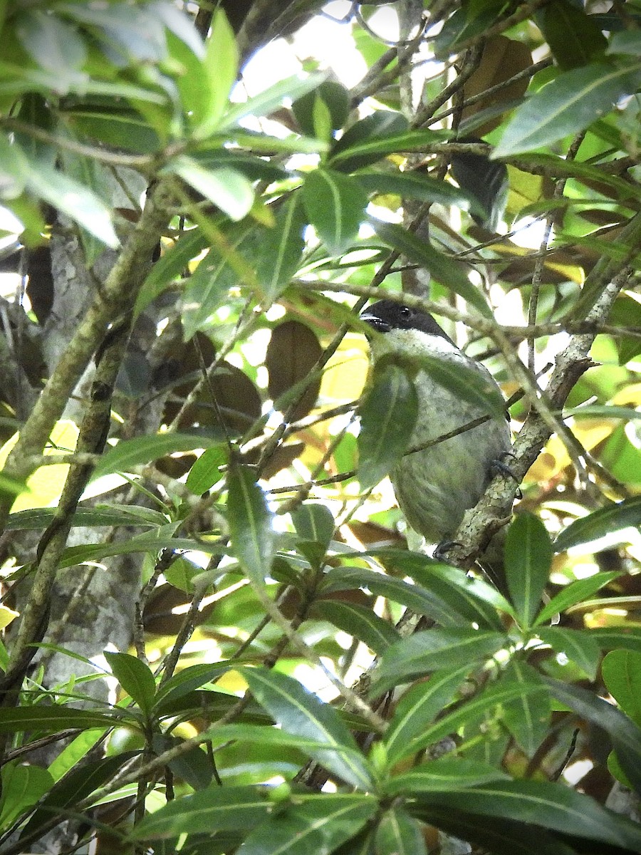 Puerto Rican Tanager - ML646892899