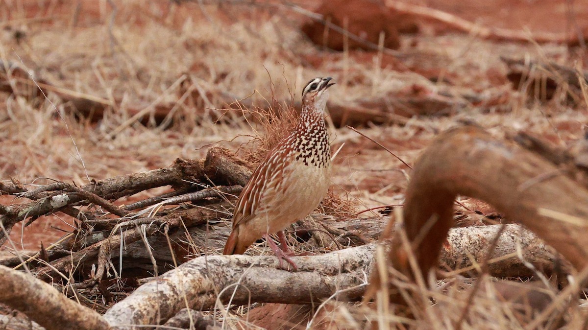 frankolín čapkový [skupina sephaena] - ML646892905