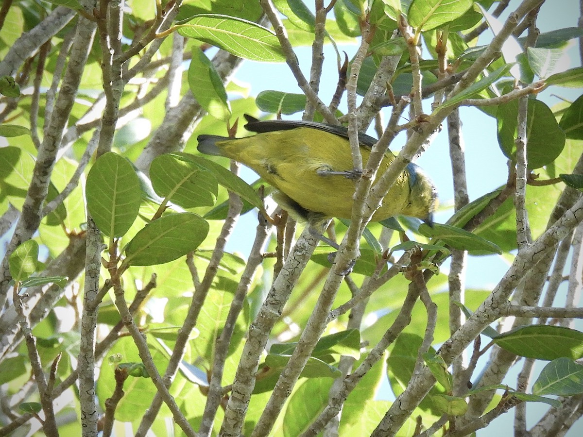 Puerto Rican Euphonia - ML646892910