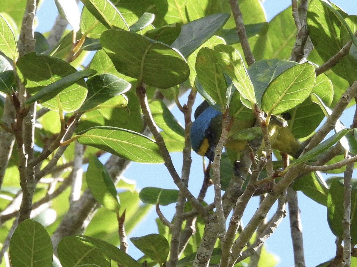 Puerto Rican Euphonia - ML646892911