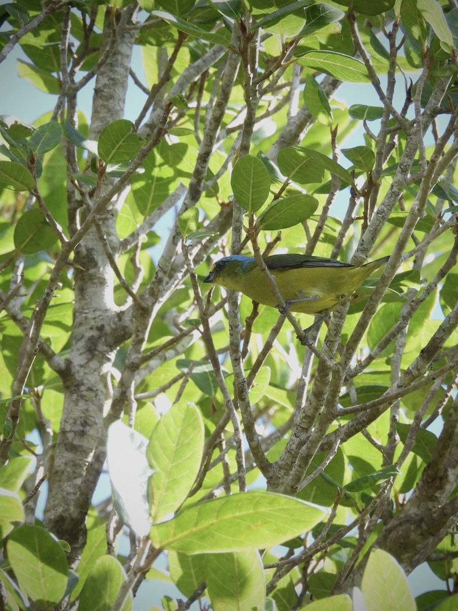 Puerto Rican Euphonia - ML646892912