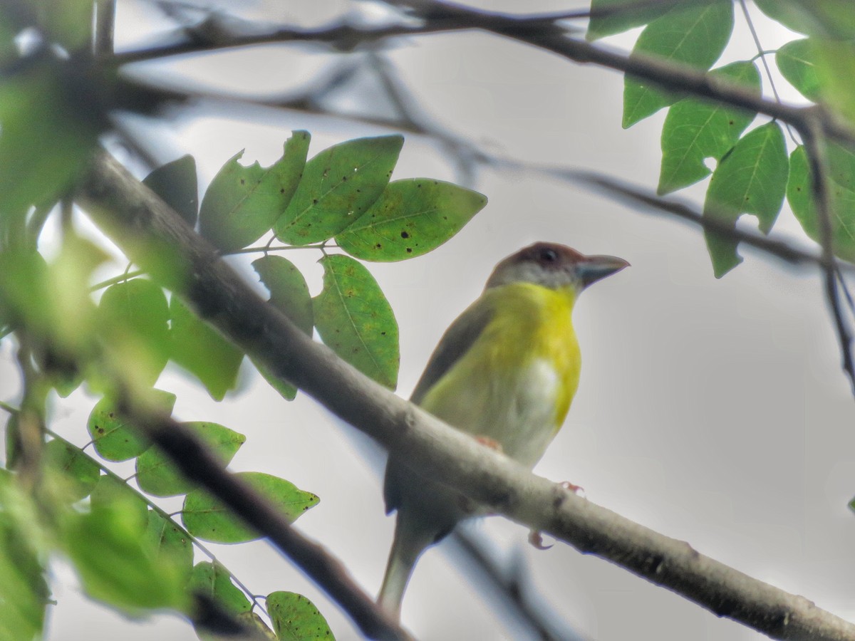 Віреон рудобровий - ML646892913