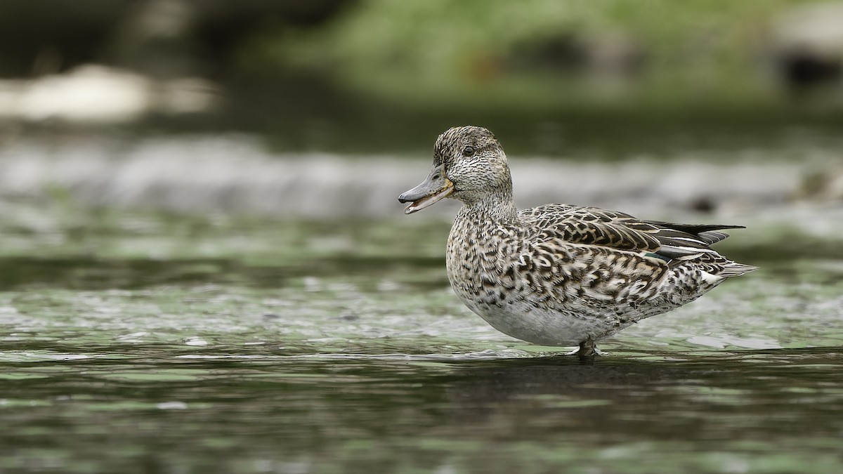 Green-winged Teal (Eurasian) - ML646892916