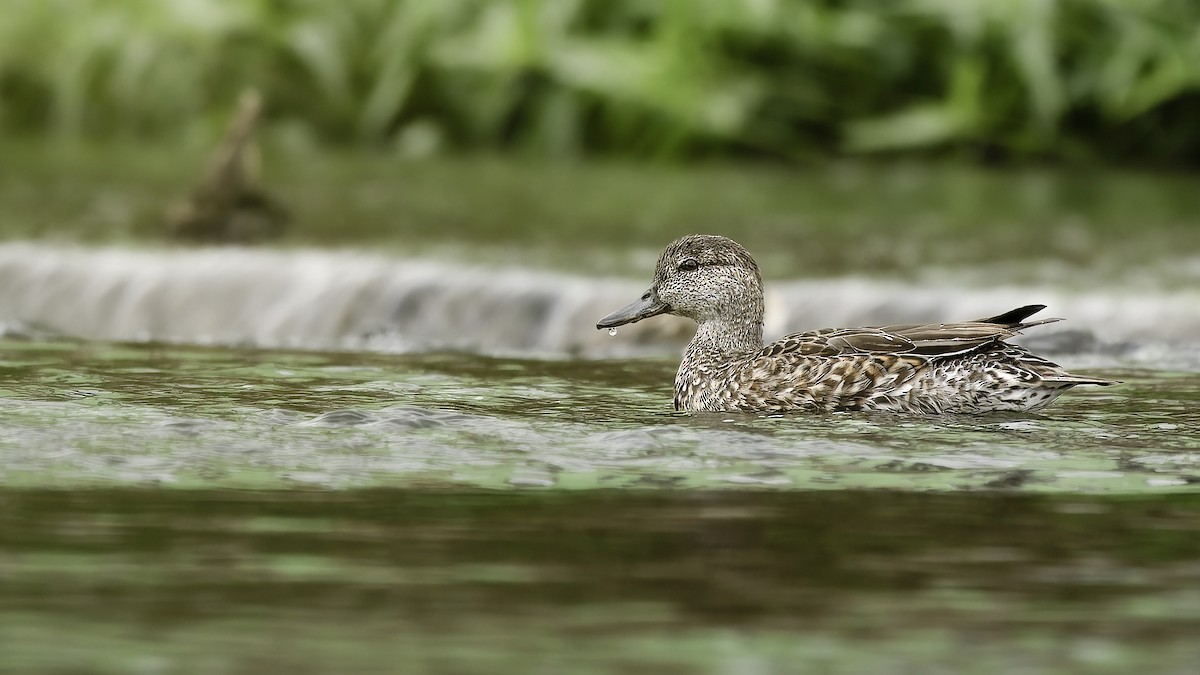Green-winged Teal (Eurasian) - ML646892917