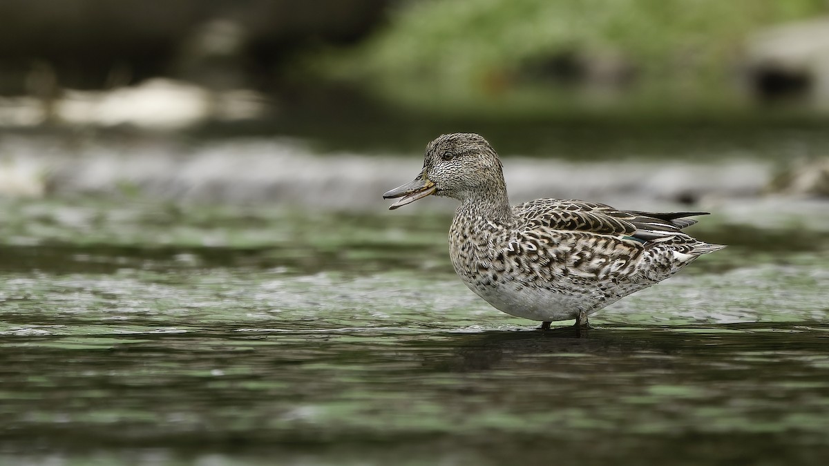 Green-winged Teal (Eurasian) - ML646892918