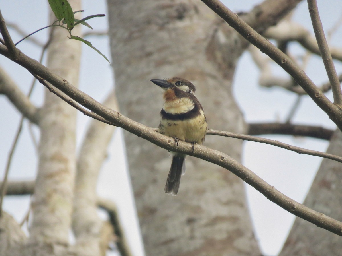 lenivka pruhoprsá - ML646892924