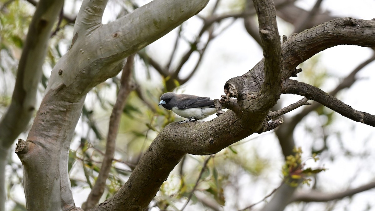 モリツバメ - ML646892925