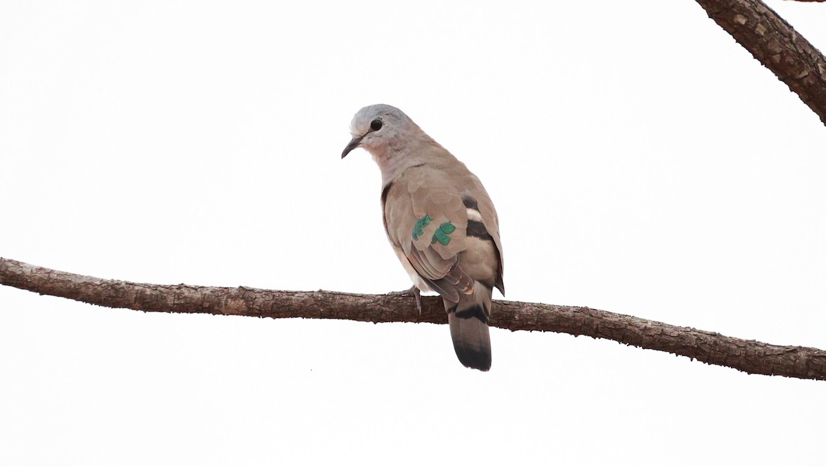 grønnflekkalvedue - ML646892926