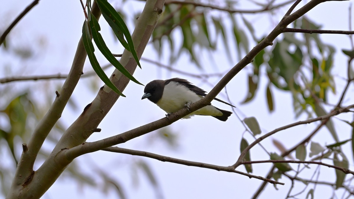 モリツバメ - ML646892928