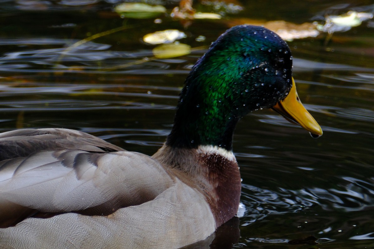 Mallard - ML646892931