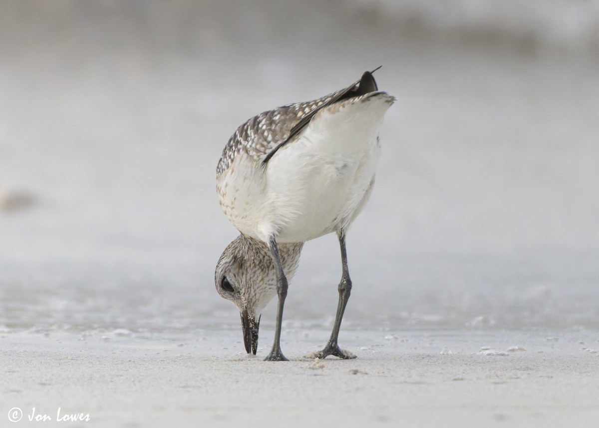 tundralo - ML646892941