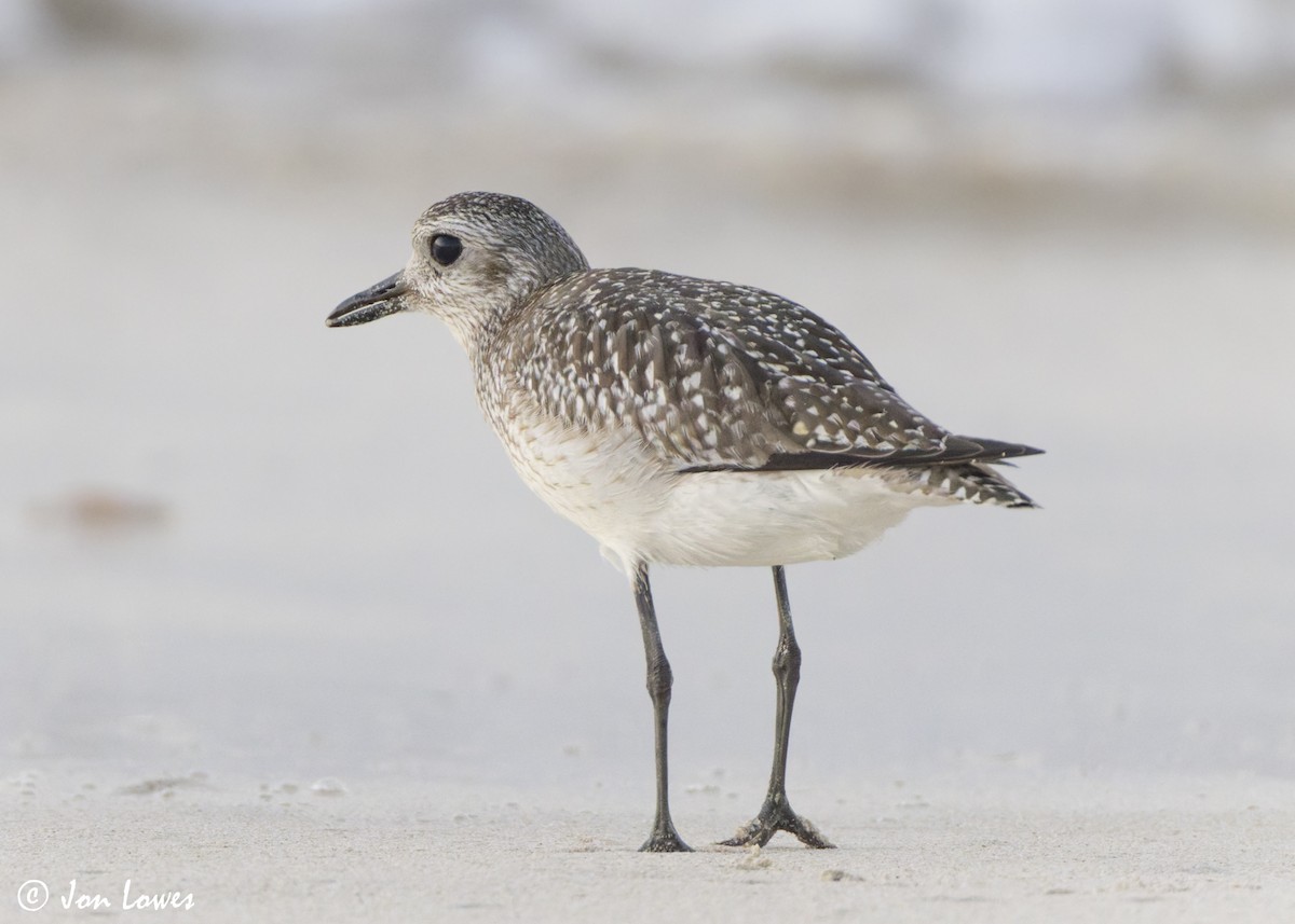 tundralo - ML646892942