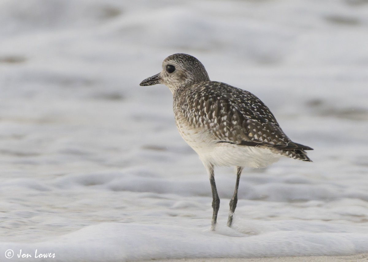 tundralo - ML646892943