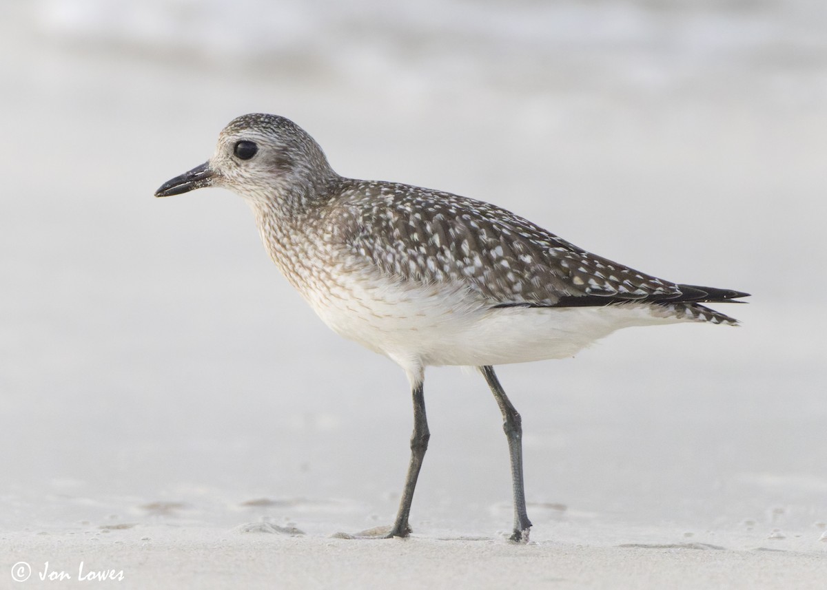 tundralo - ML646892944