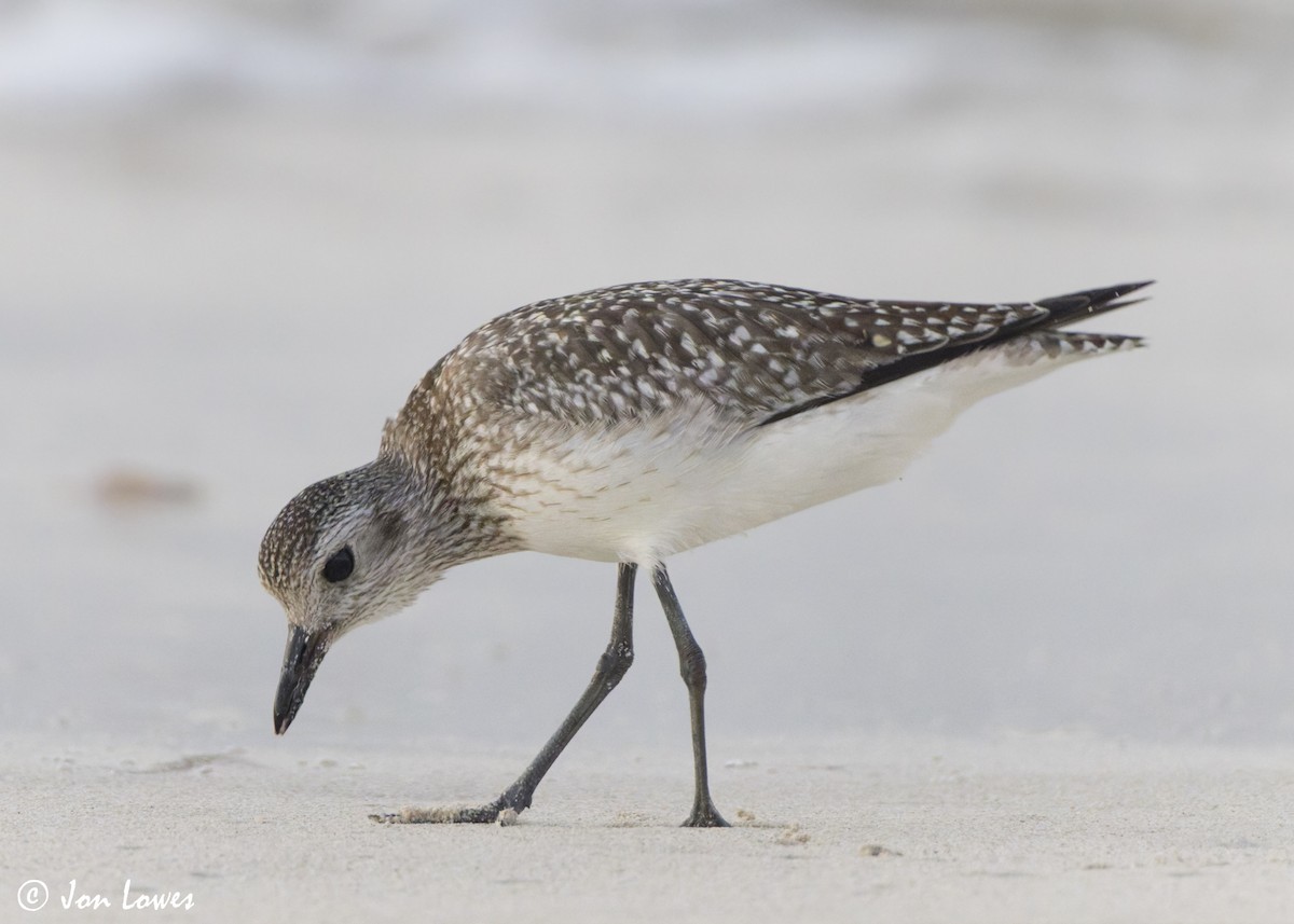 tundralo - ML646892945