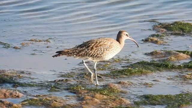 חרמשון קטן (אירופי) - ML646892946